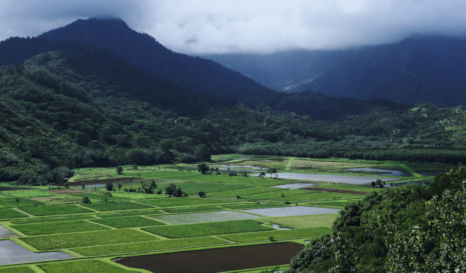Food-agriculture